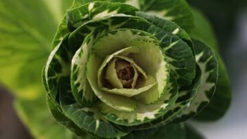 Młoda kapusta z koperkiem – delikatna i pełna smaku