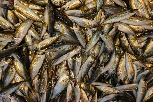 Szybka pasta z wędzonej makreli – idealna na kanapki