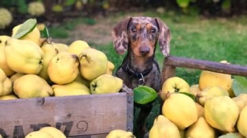 Nalewka z pigwy – aromatyczna, rozgrzewająca i pełna smaku. Jak zrobić?