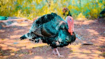 Udziec z indyka pieczony – klasyczny przepis na soczyste mięso z piekarnika